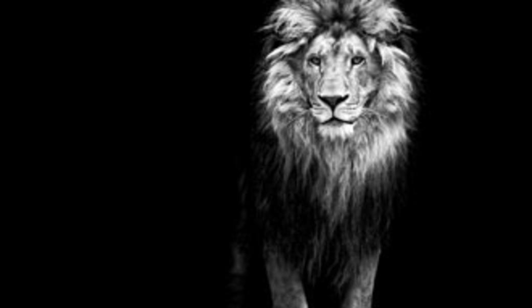 black and white portrait of a lion