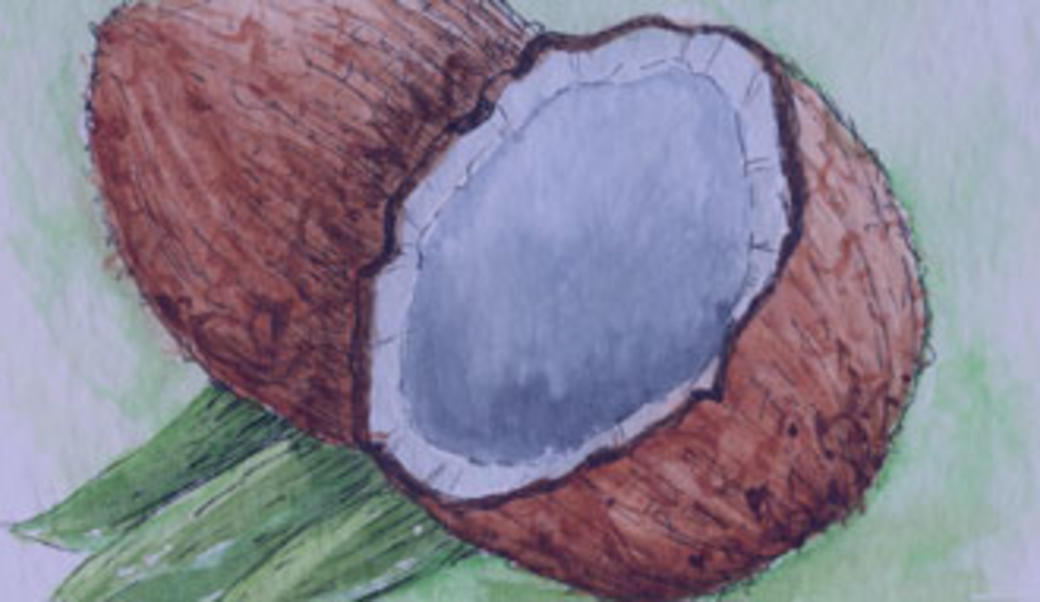 Coconut illustration