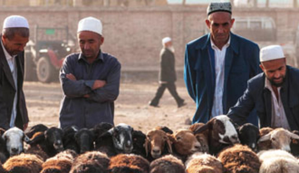 Xinjiang, 2014: Muslim Uyghurs with goats to sell at market along the old Silk Road